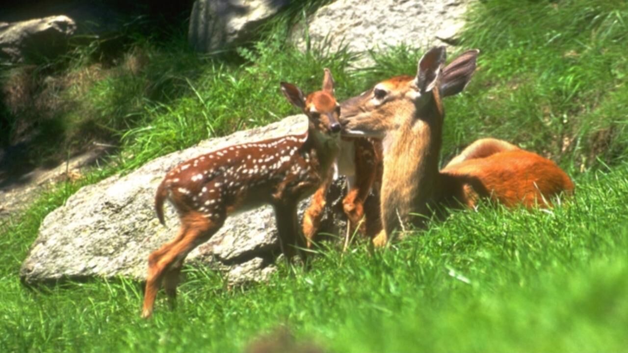Photo of Outdoor in Banner Elk