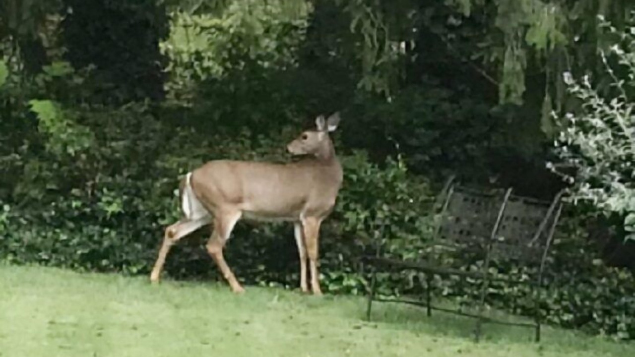Photo of Others in Weaverville
