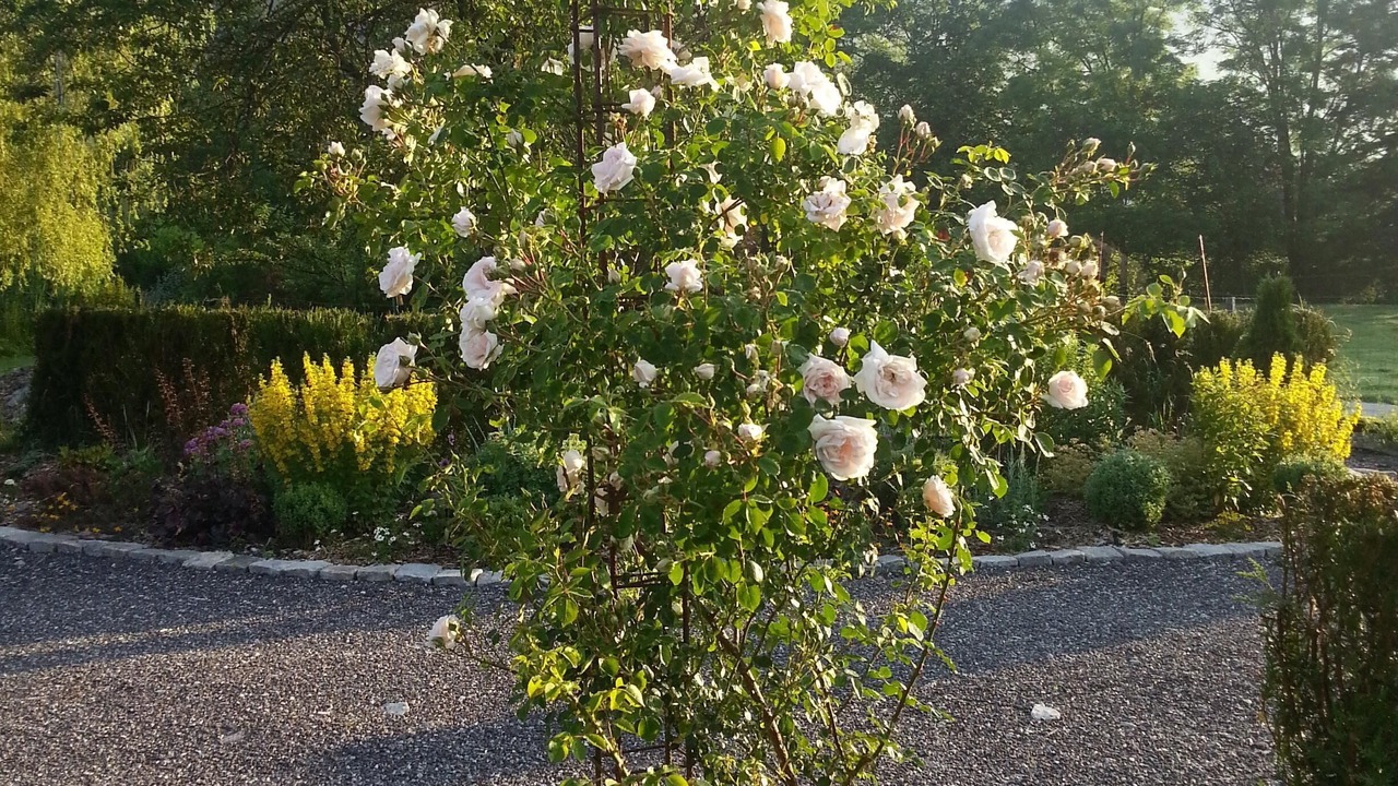 Photo of Outdoor in Sapois