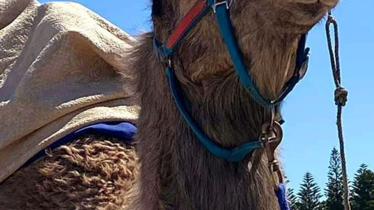 Photo of Others in Victor Harbor