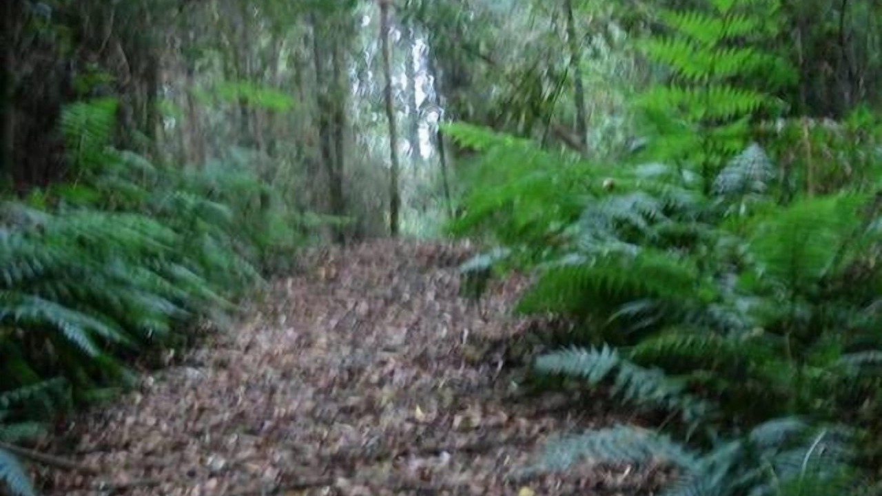 Photo of Outdoor in Lavers Hill