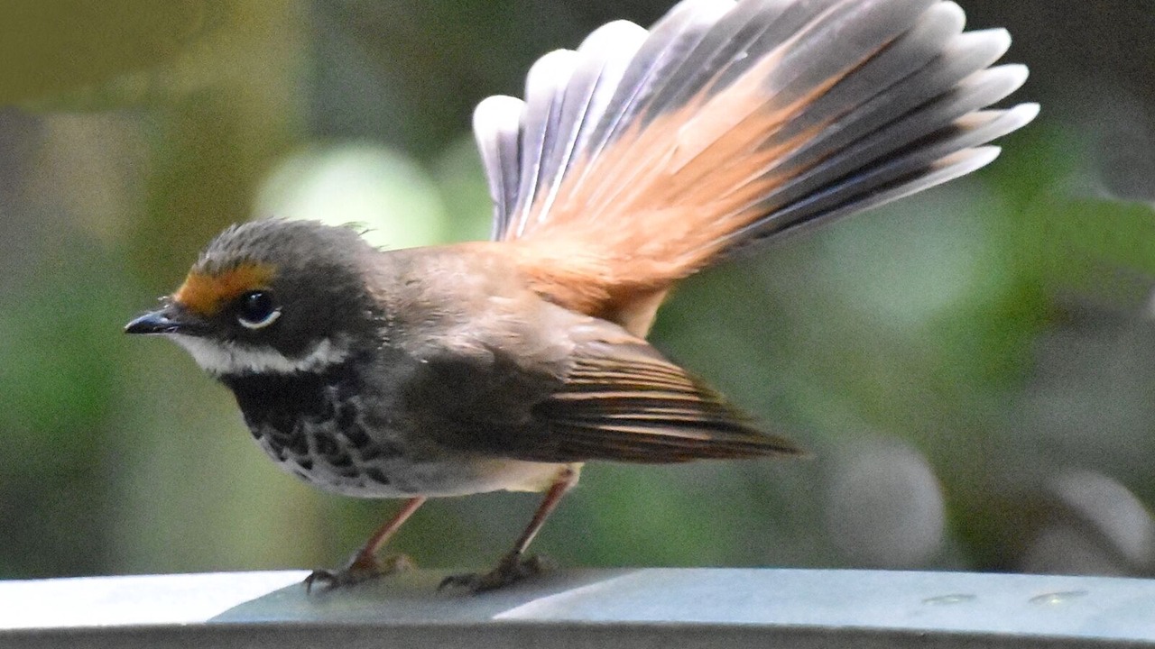 Photo of Outdoor in Vacy
