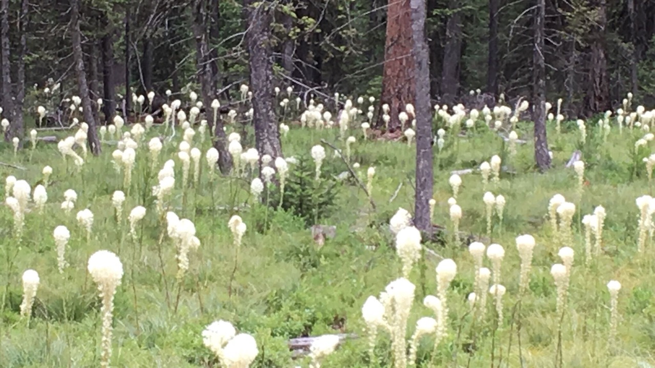 Photo of Outdoor in Condon