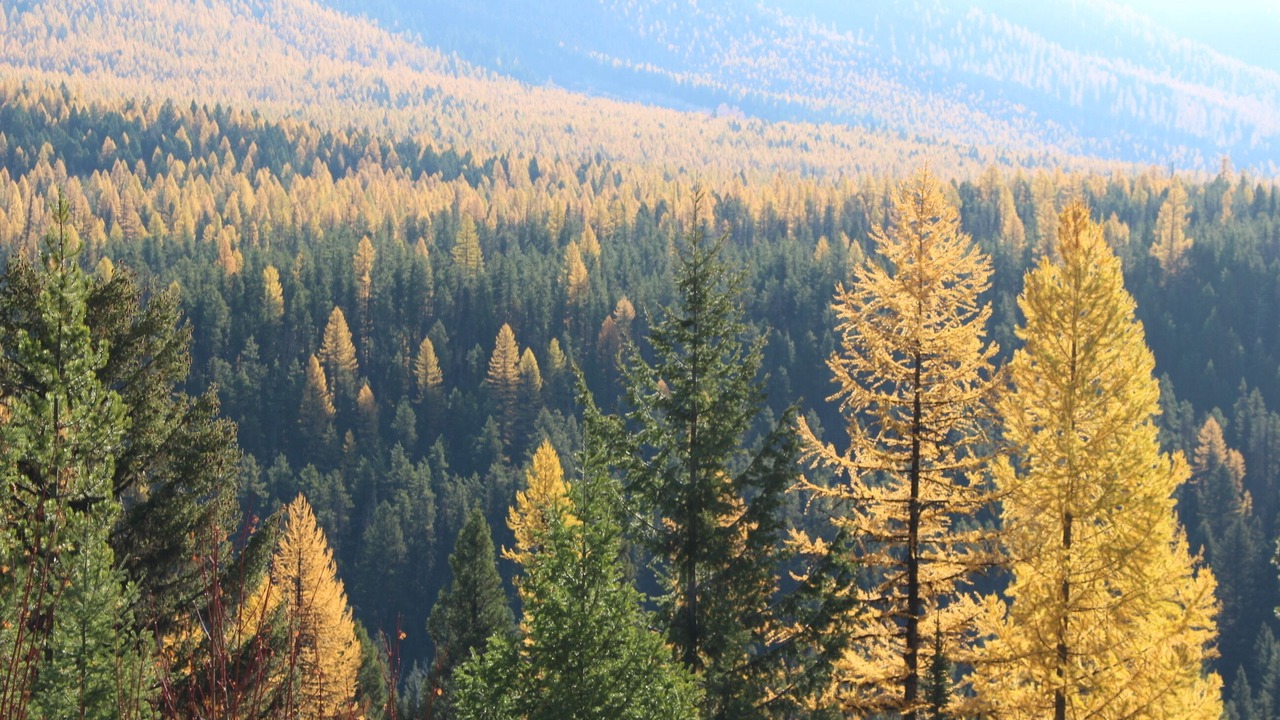 Photo of Others in Condon