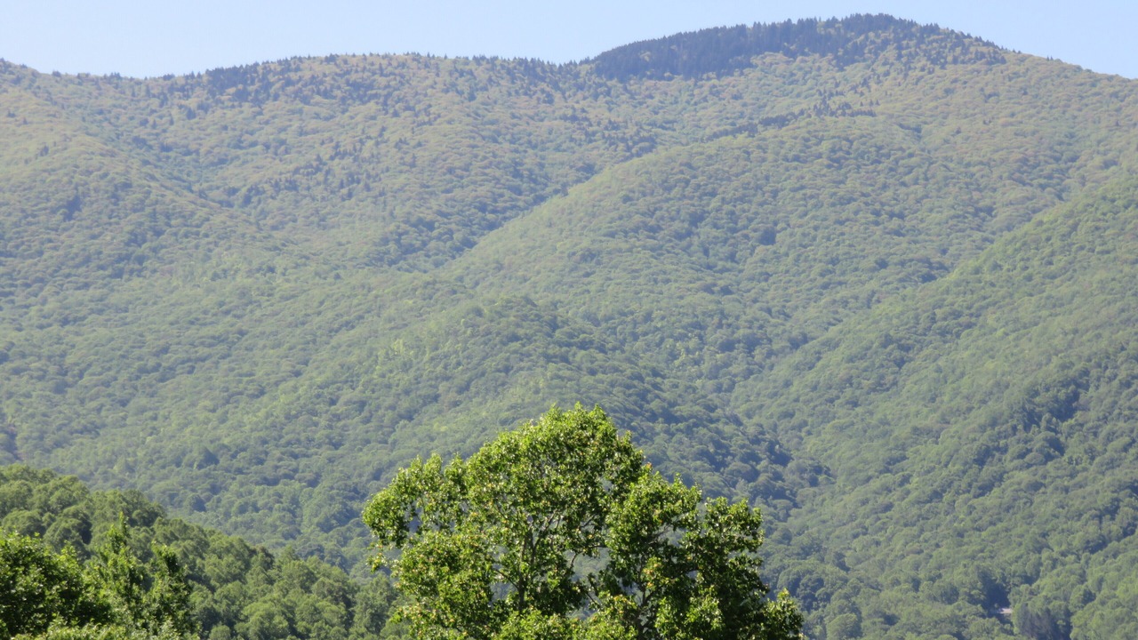 Photo of Others in Candler