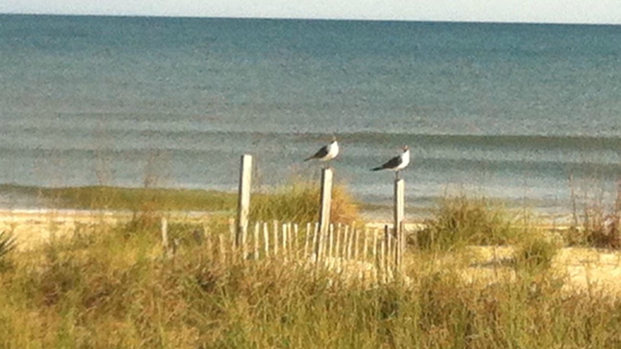 Photo of Others in St. George Island