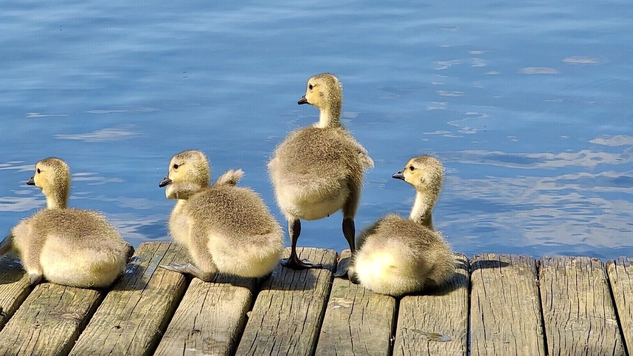 Photo of Others in Ashford