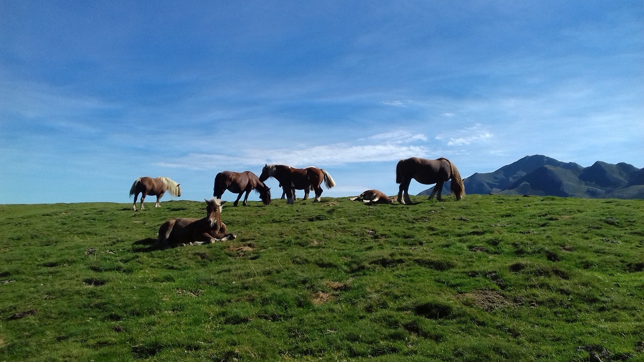 Photo of Others in Artalens-Souin