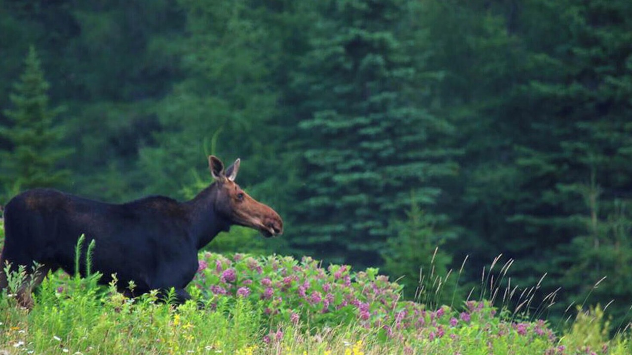 Photo of Outdoor in Sinclair