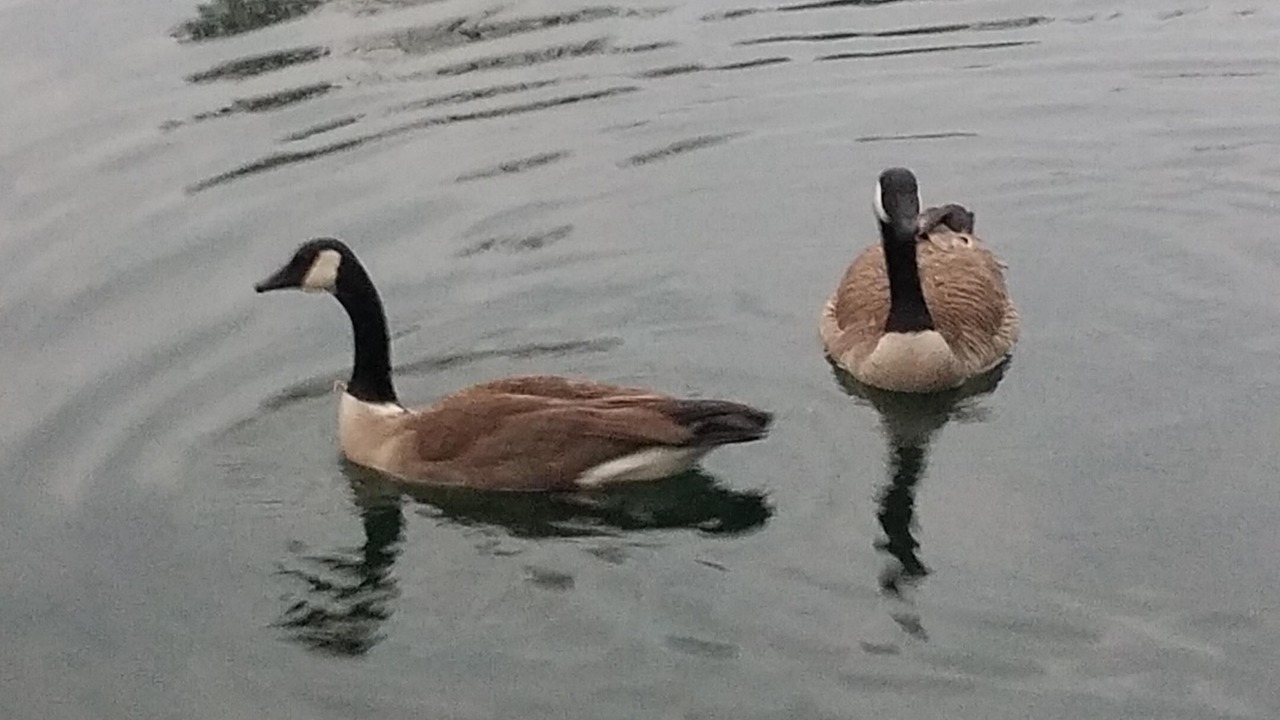 Photo of Others in Hot Springs Village