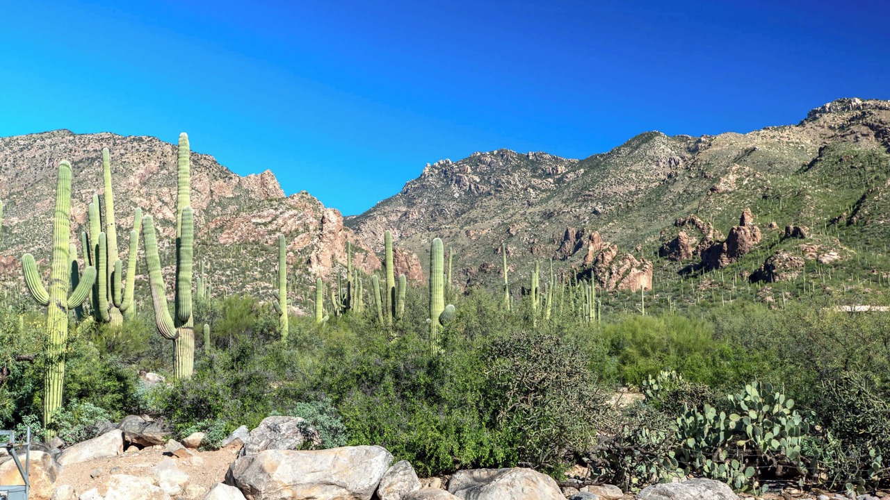 Photo of Others in Tucson