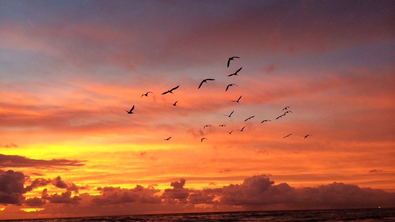 Photo of Others in South Padre Island
