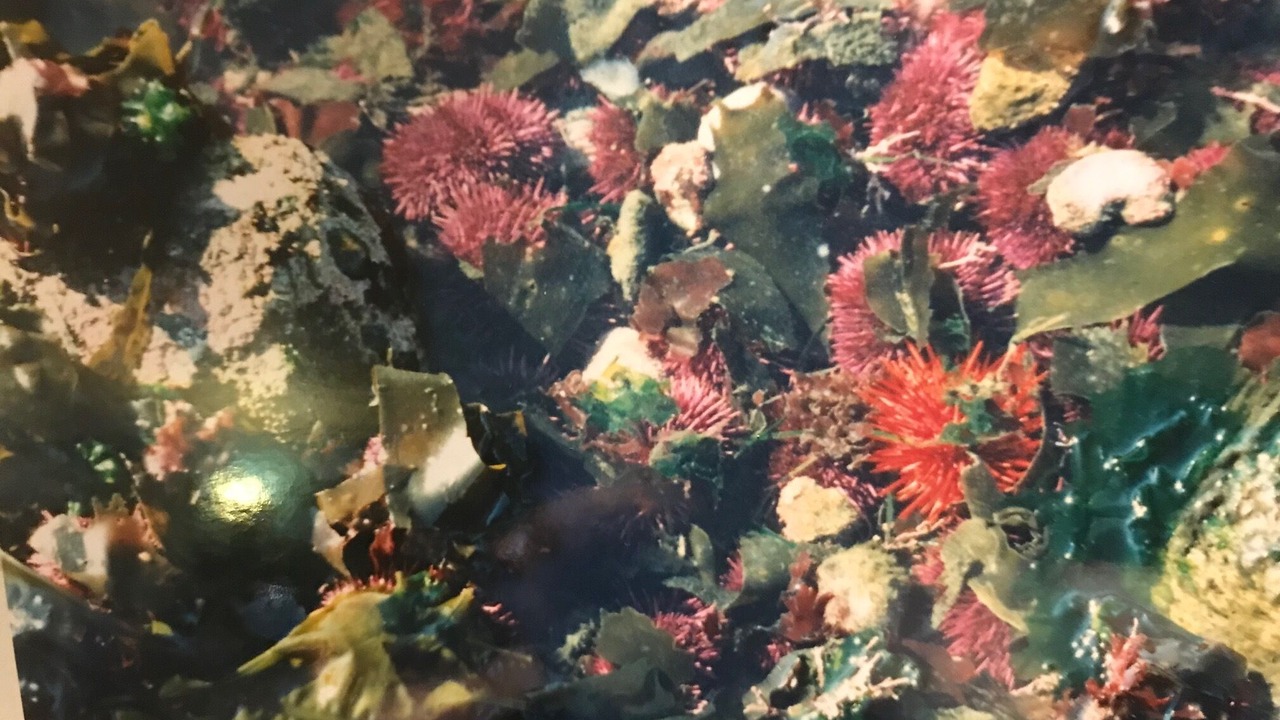 Photo of Others in Port Angeles