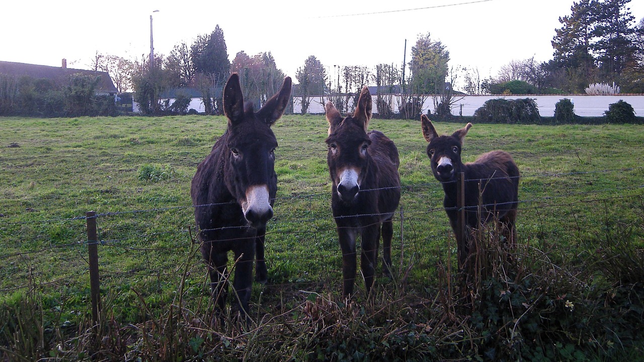 Photo of Outdoor in Tigny-Noyelle