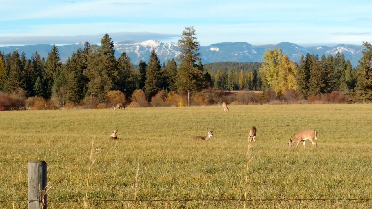 Photo of Others in Whitefish