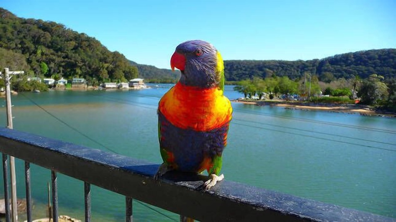 Photo of Others in Patonga