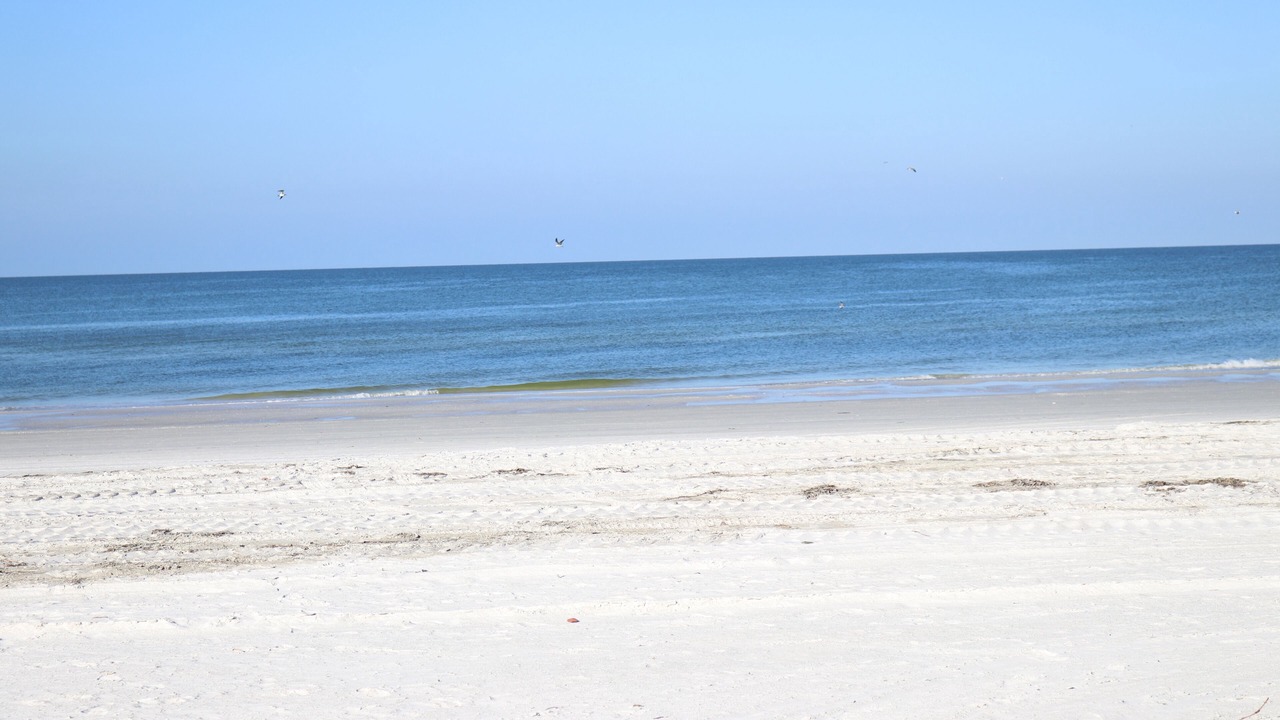 Photo of Others in Indian Shores