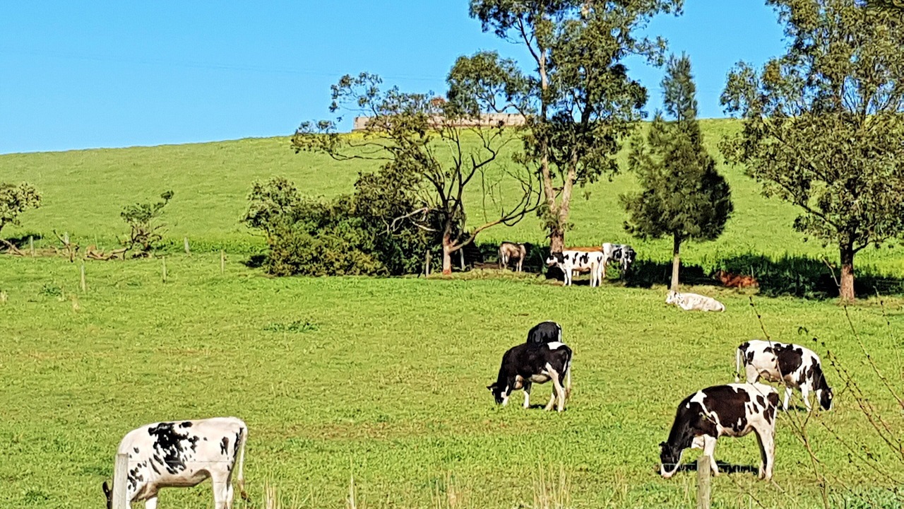 Photo of Others in Coragulac