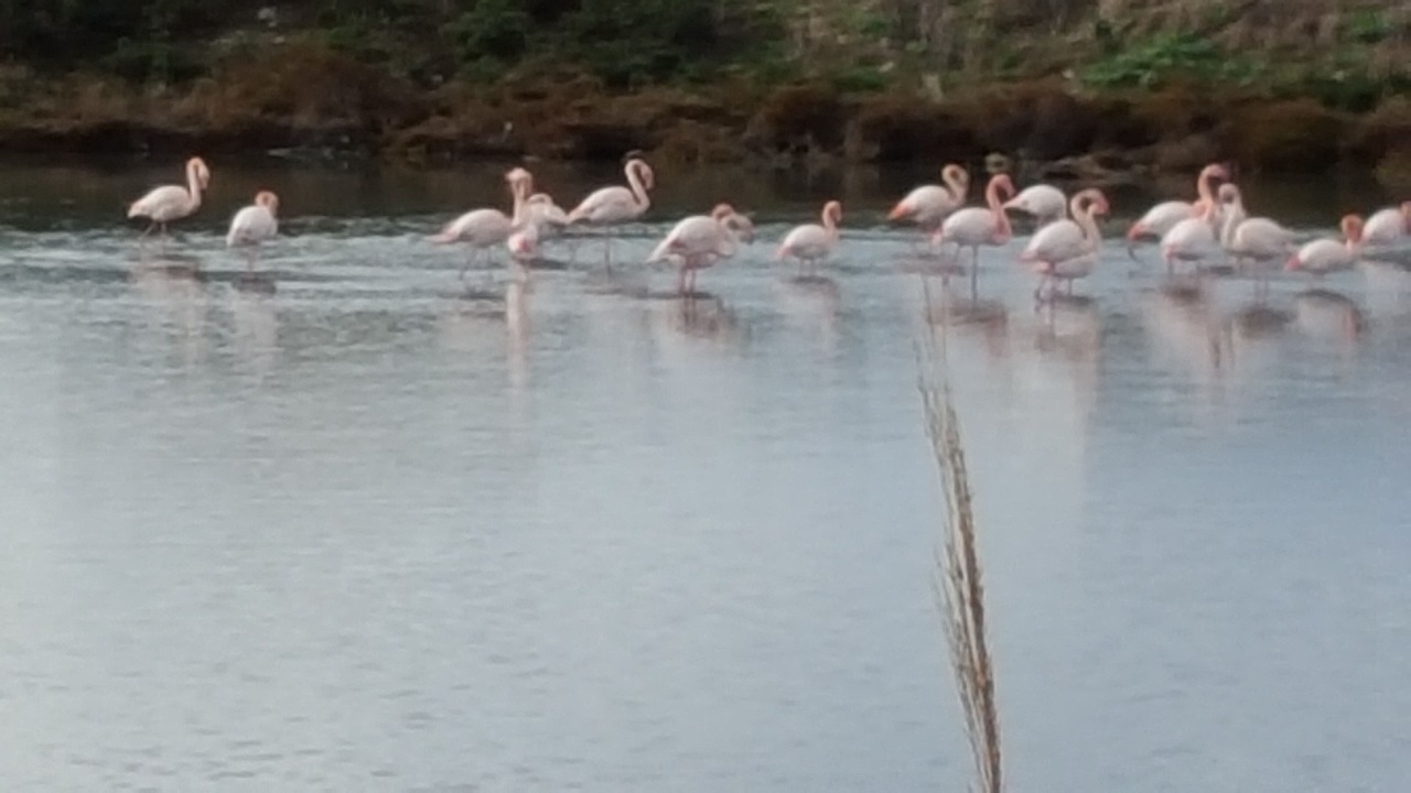 Photo of Outdoor in Le Grau-Du-Roi