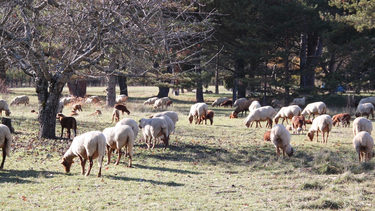 Photo of Outdoor in Mane