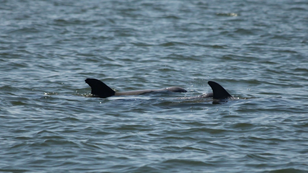 Photo of Others in Coquina Gables