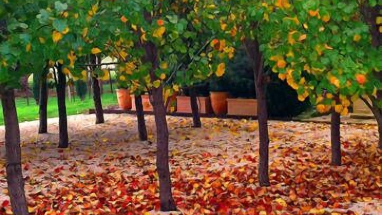 Photo of Outdoor in Yering