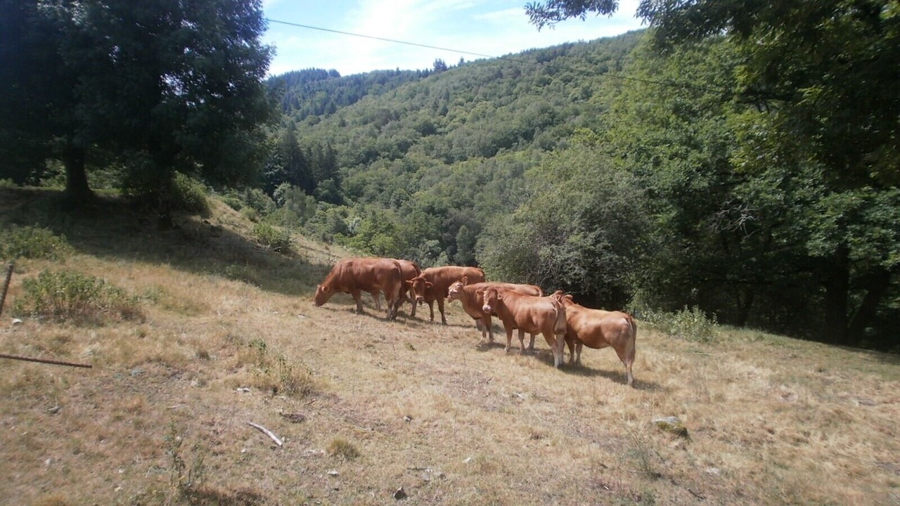 Photo of Outdoor in Golinhac