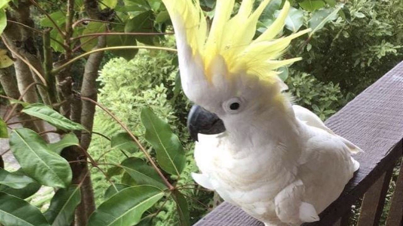 Photo of Patio Balcony in Vincentia