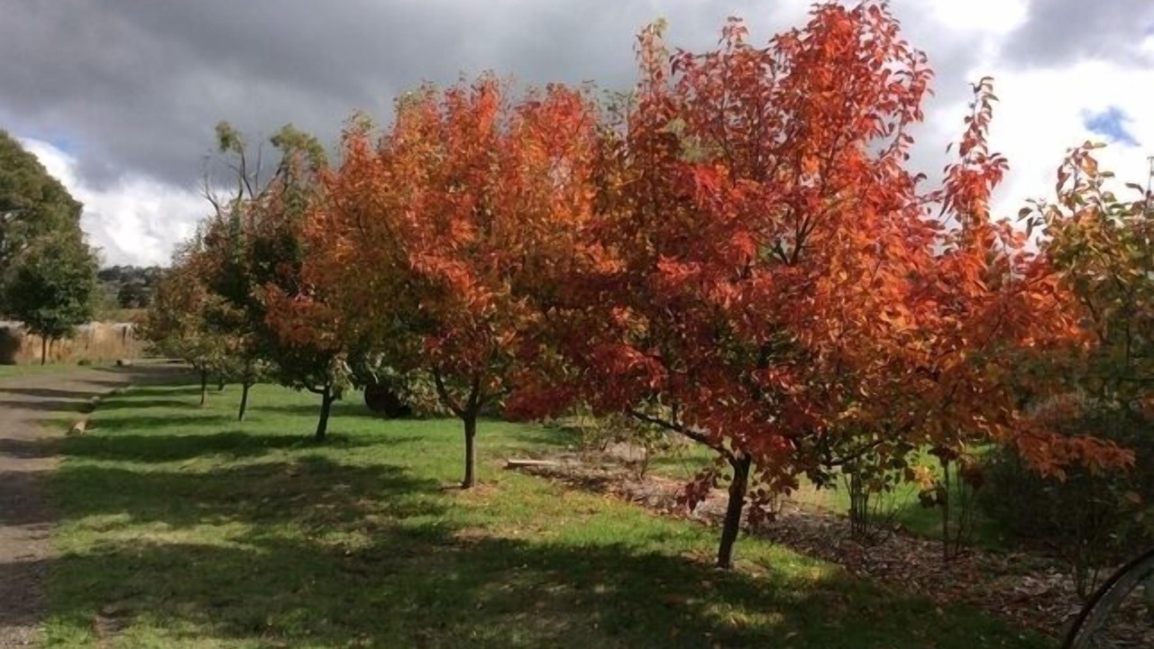 Photo of Outdoor in Limonite
