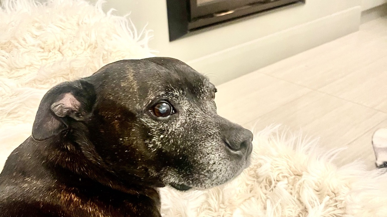 Photo of Livingroom in Henley Beach