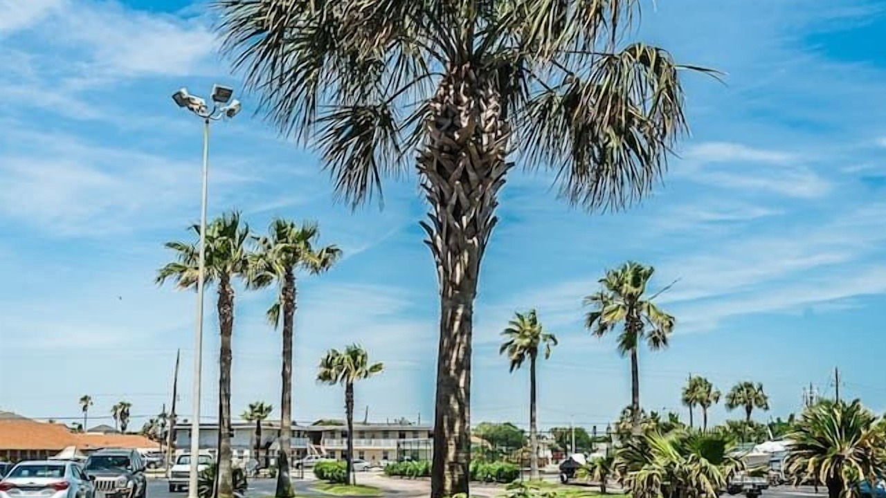 Photo of Others in Galveston