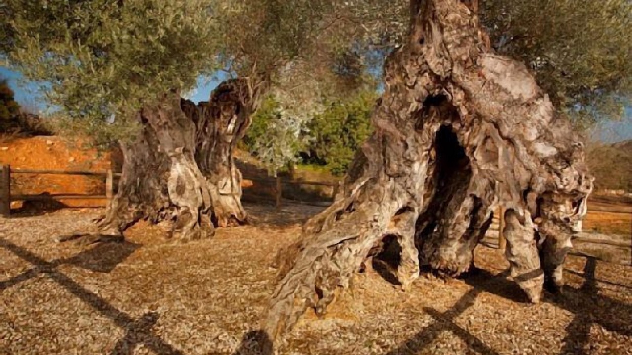 Photo of Outdoor in Canet lo Roig