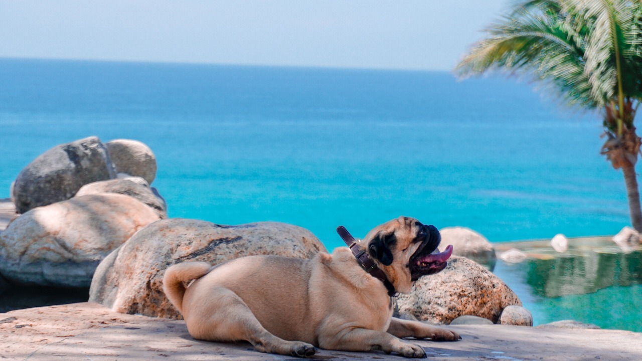 Photo of Others in Palmilla