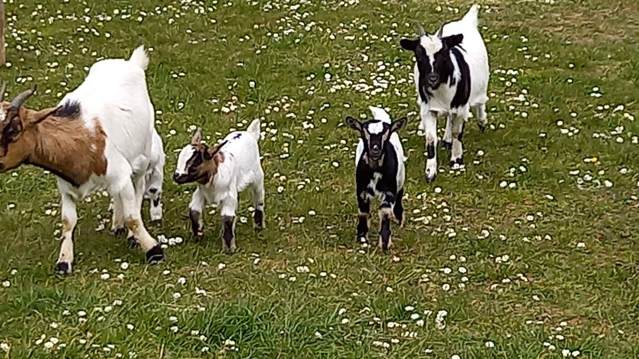 Photo of Outdoor in Plougastel-Daoulas