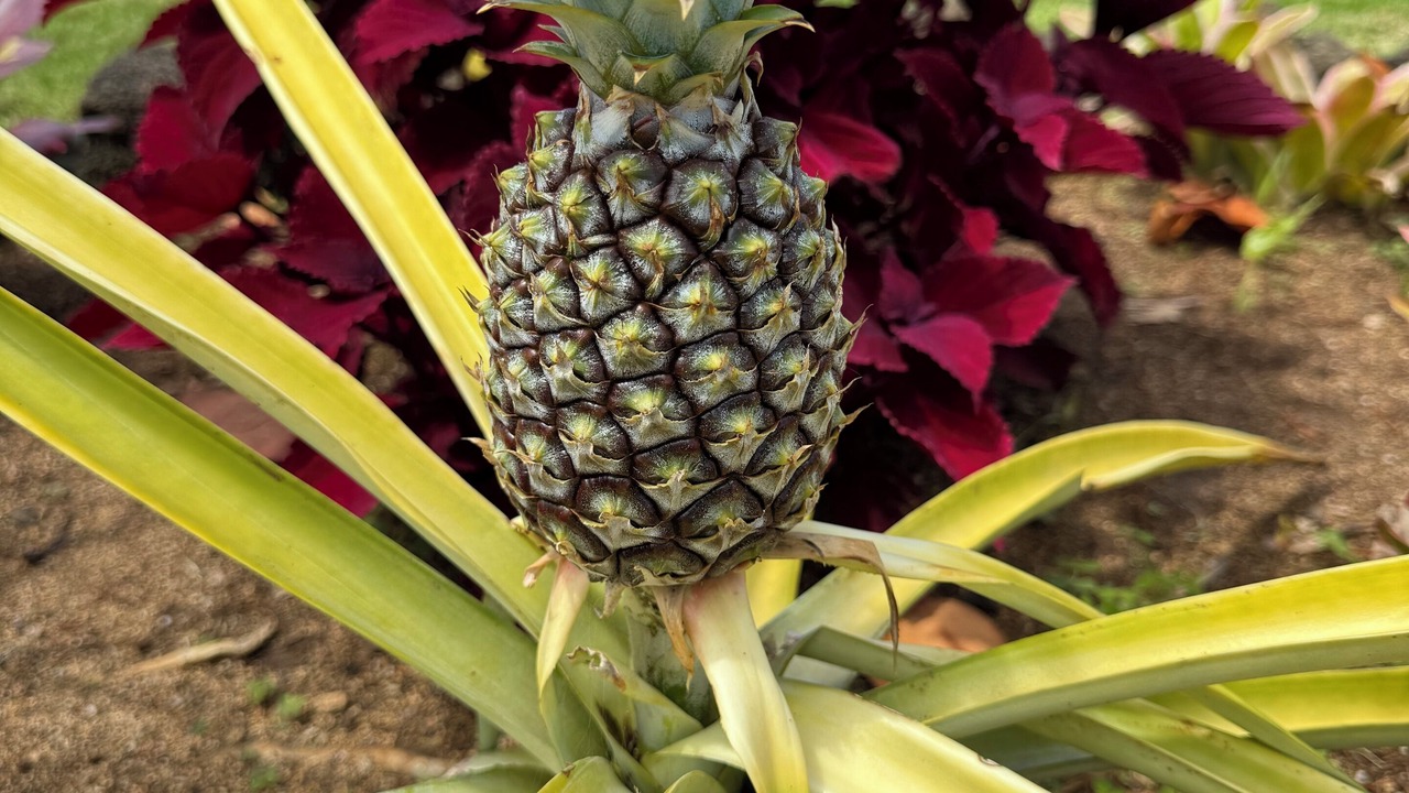 Photo of Outdoor in Wailua