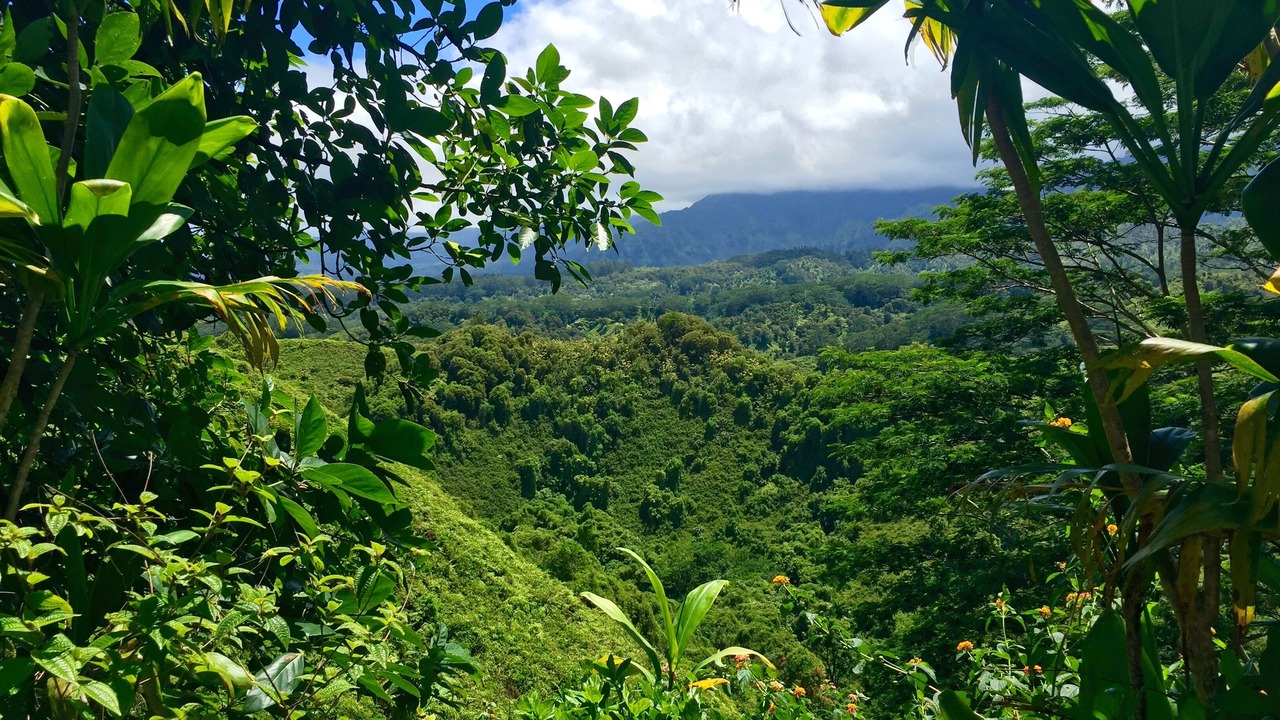 Photo of Outdoor in Wailua