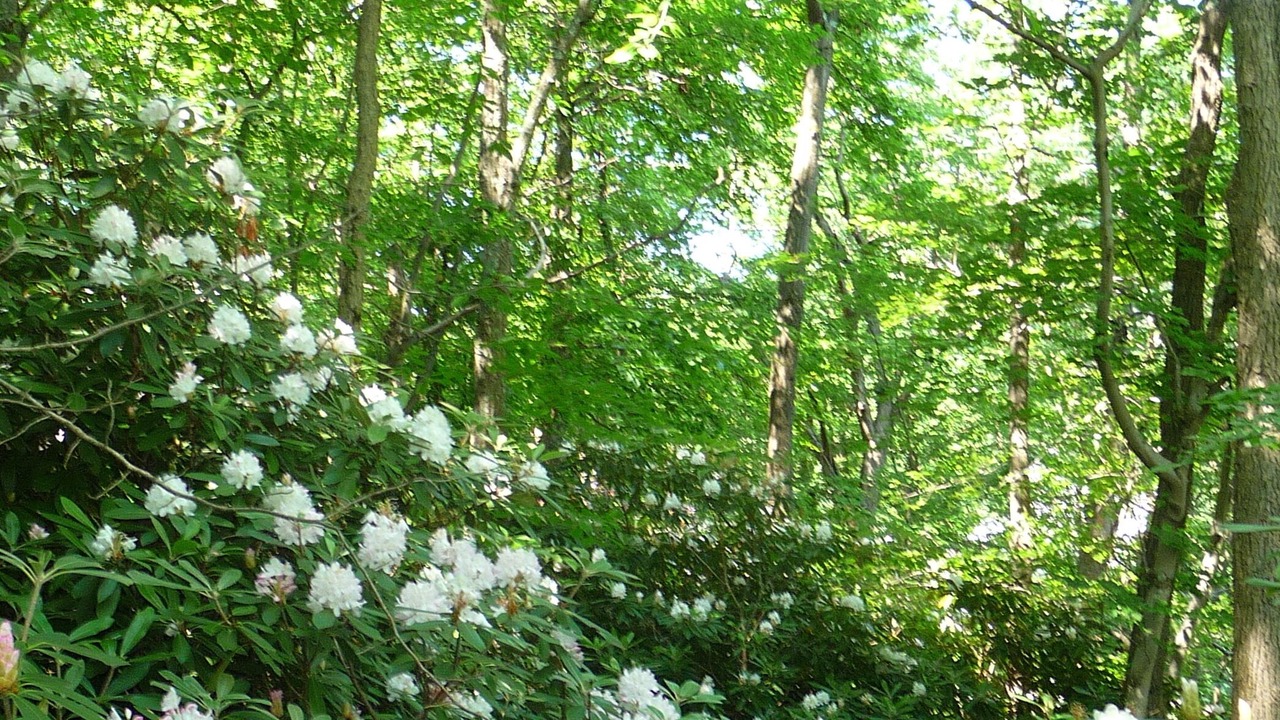 Photo of Outdoor in Ashfield