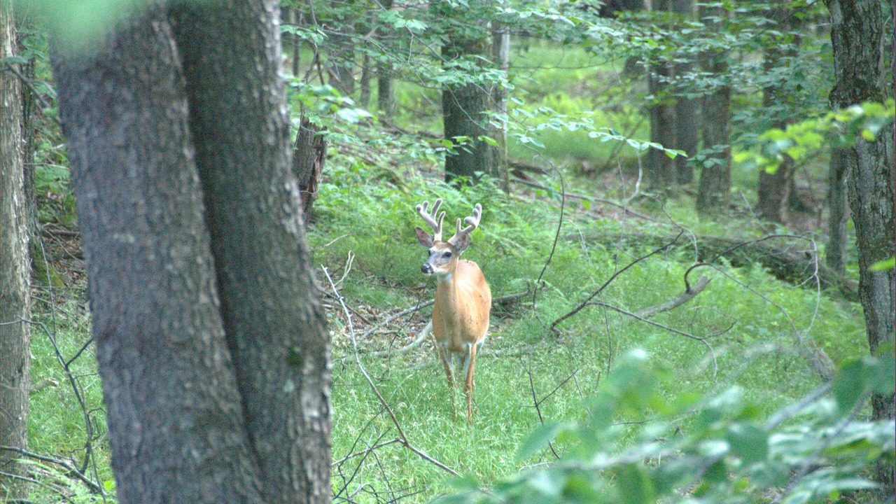 Photo of Others in Timberline