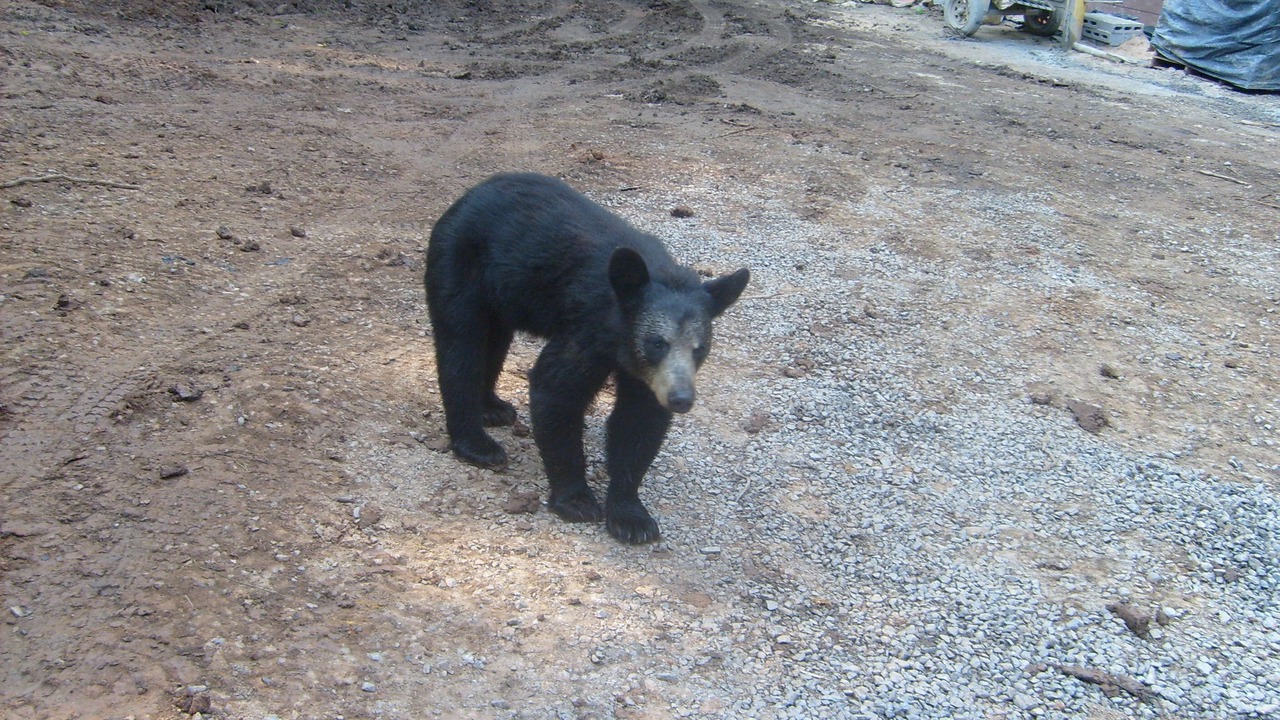 Photo of Others in Timberline