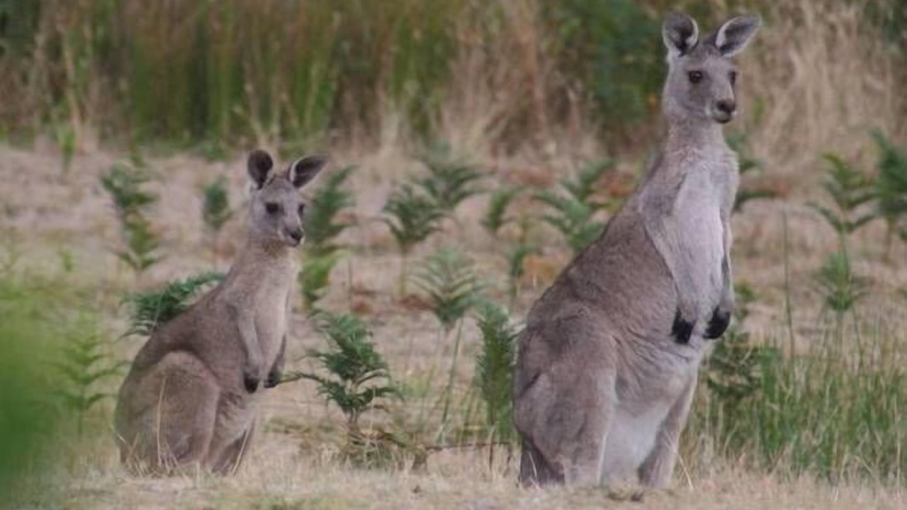 Photo of Others in Cape Paterson