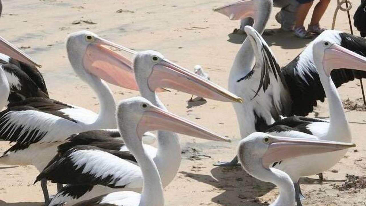 Photo of Others in Cape Paterson