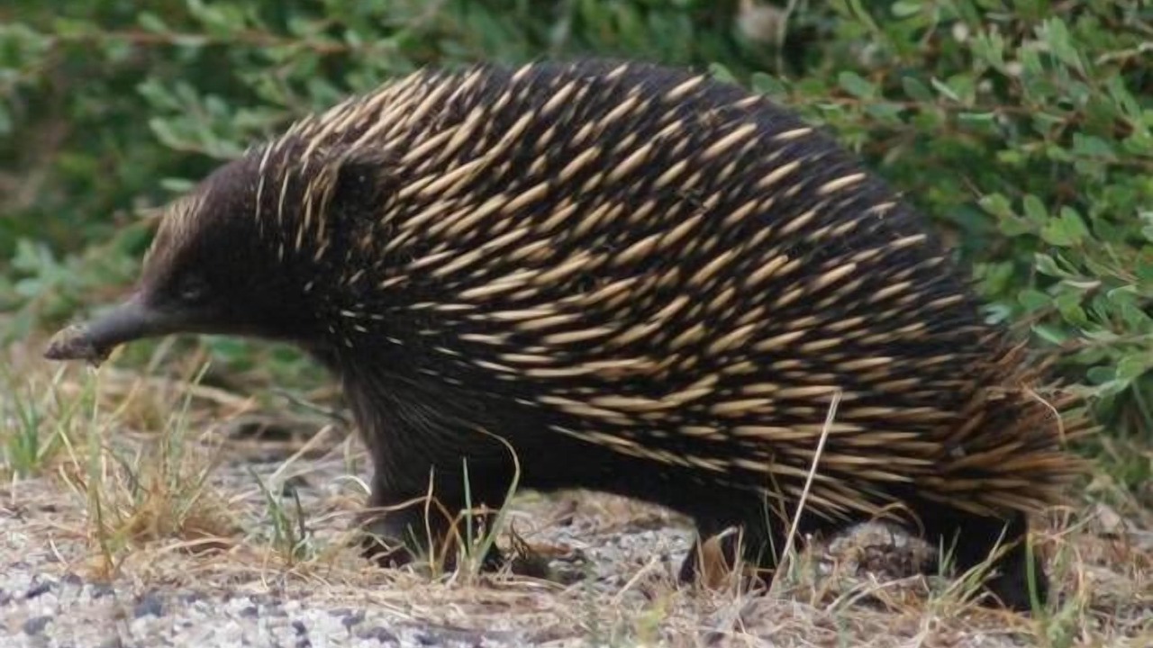 Photo of Outdoor in Cape Paterson