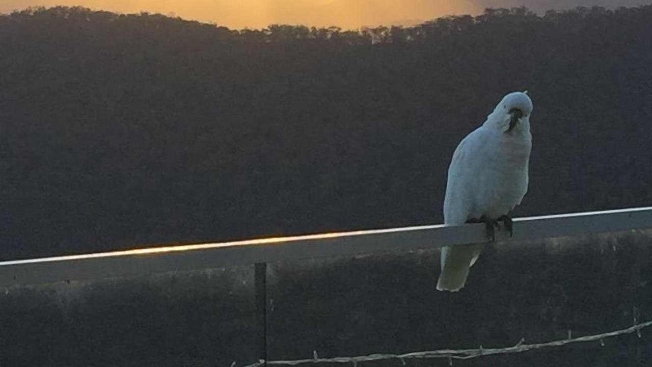 Photo of Others in Mount Victoria