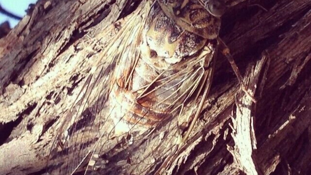 Photo of Others in Bonnieux