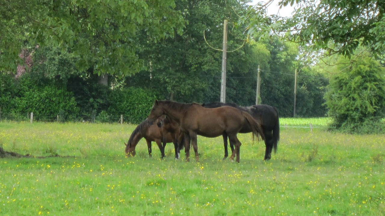 Photo of Outdoor in Saint-Gatien-des-Bois