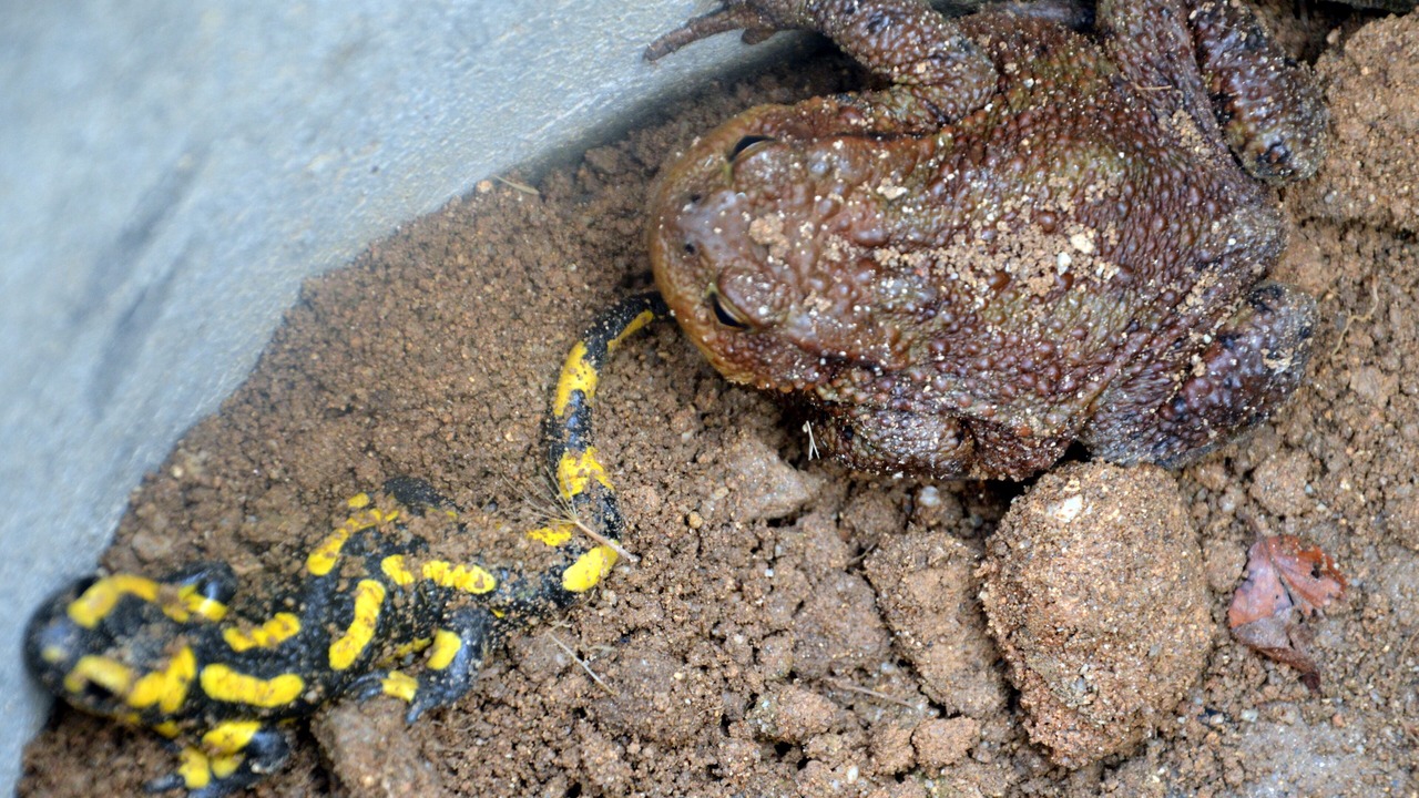 Photo of Outdoor in Willer-sur-Thur