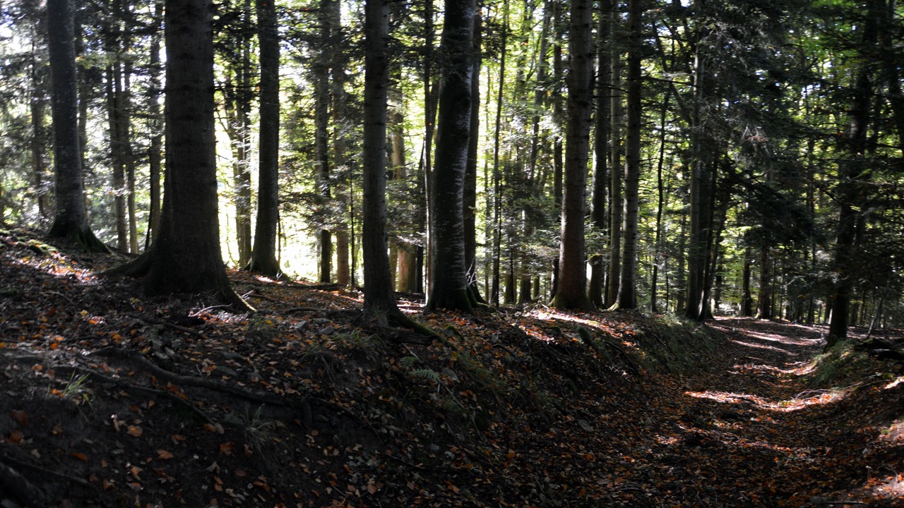 Photo of Outdoor in Willer-sur-Thur