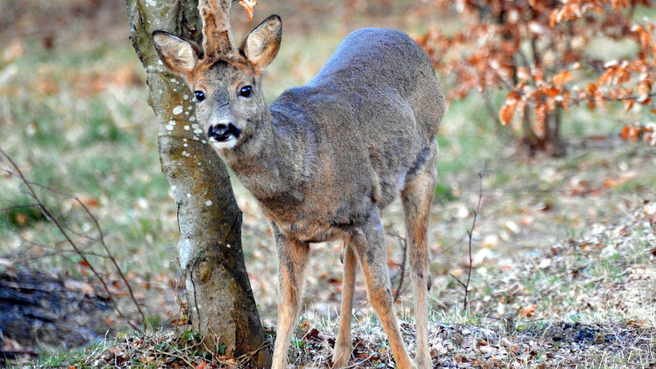 Photo of Outdoor in Willer-sur-Thur