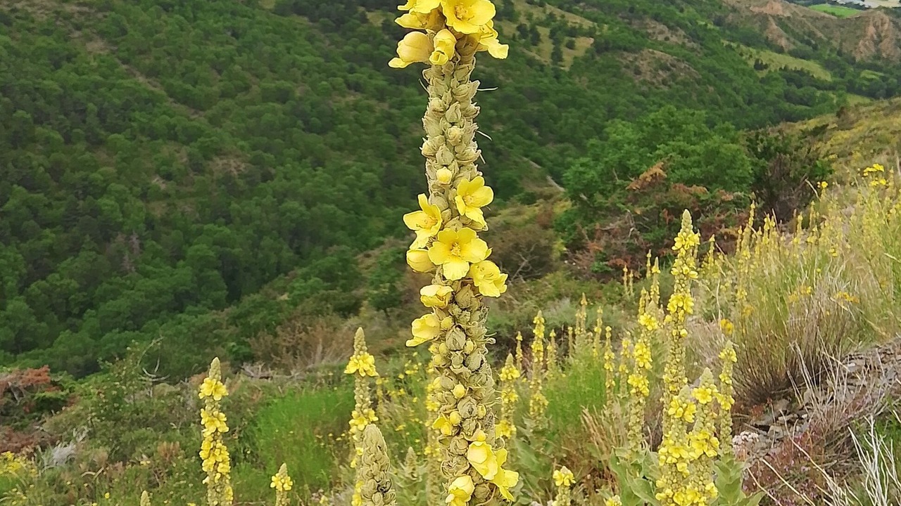 Photo of Outdoor in Osseja