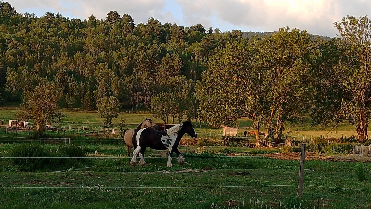 Photo of Outdoor in Osseja